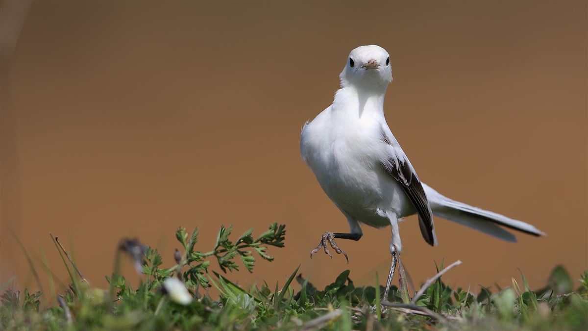 White Wagtail