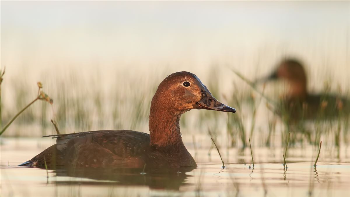 Common Pochard