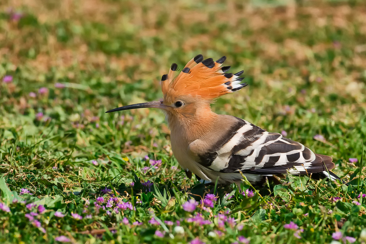 Common Hoopoe