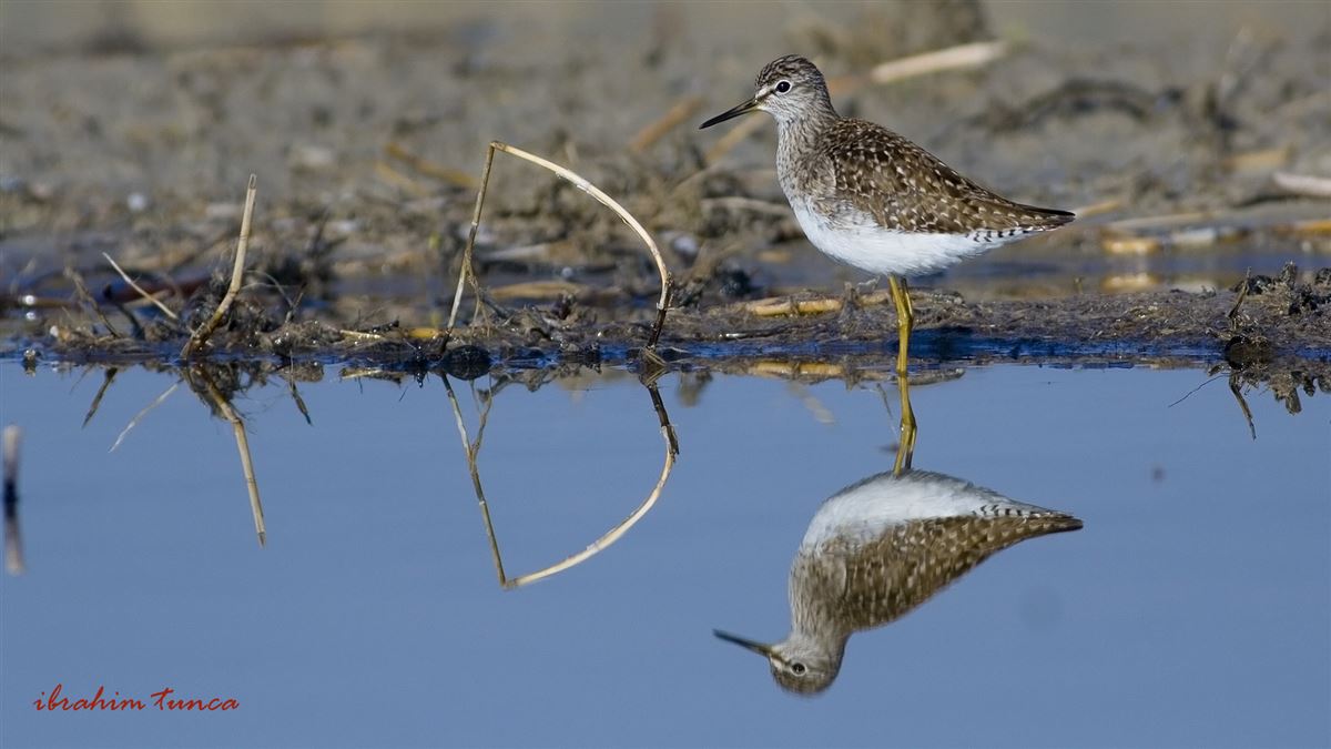 Wood Sandpiper