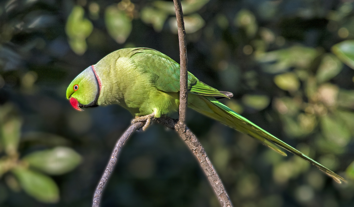 Rose-ringed Parakeet