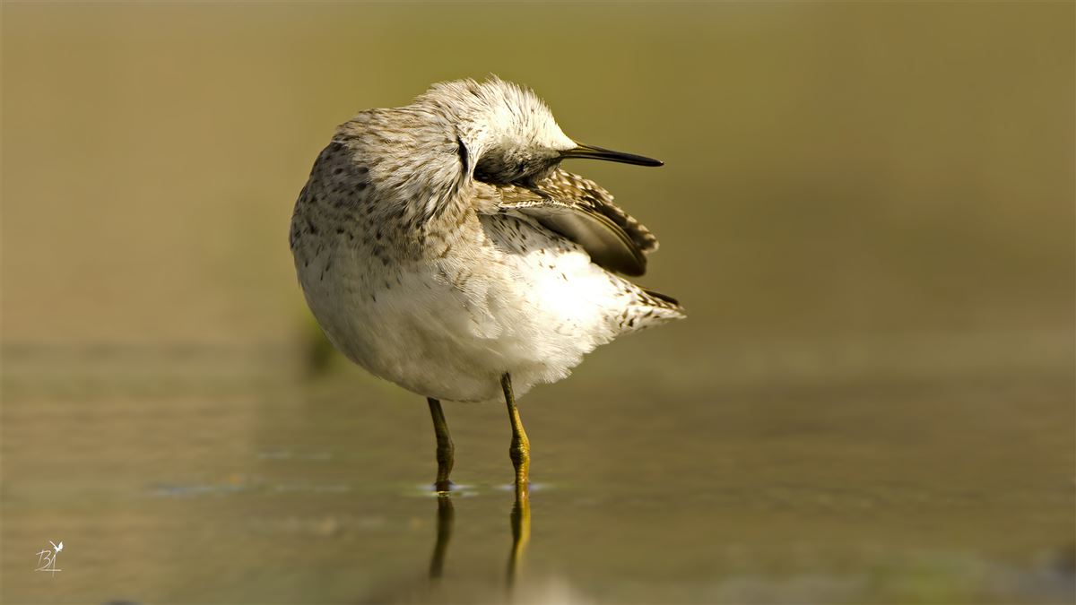 Wood Sandpiper