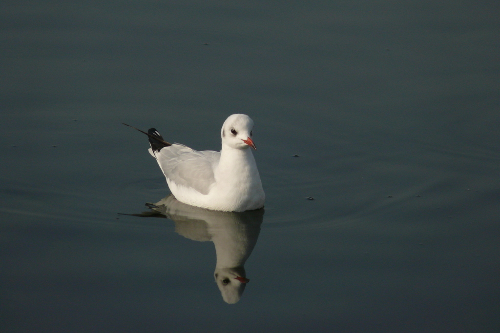 Black-headed Gull