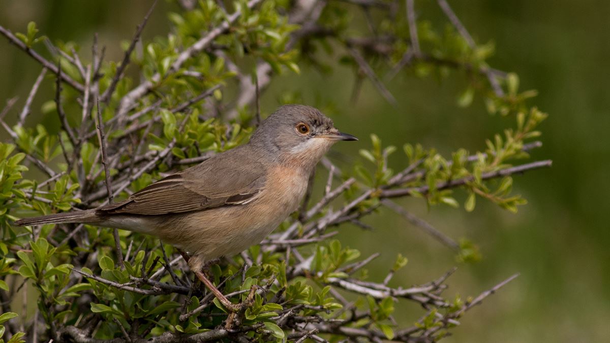 Subalpine Warbler