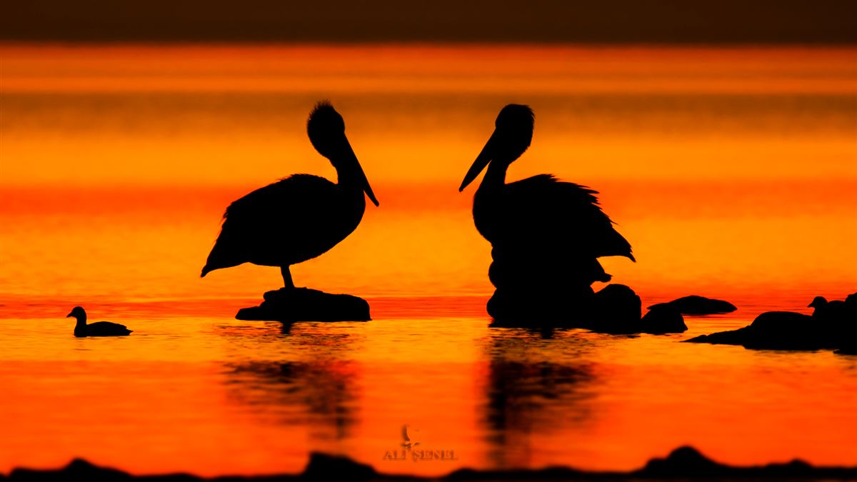 Dalmatian Pelican
