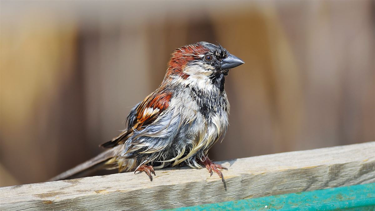 House Sparrow