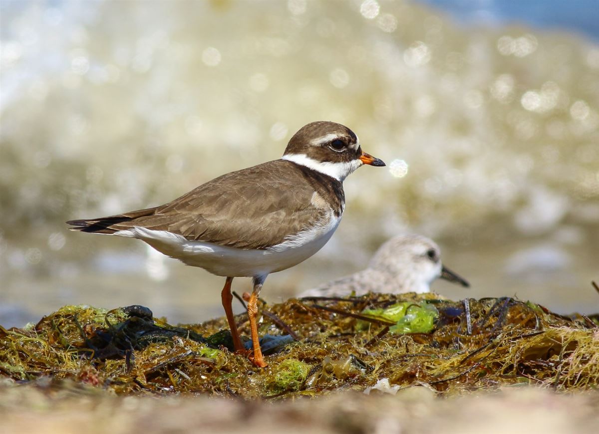 Common Ringed Plover