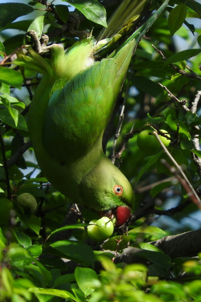 Rose-ringed Parakeet