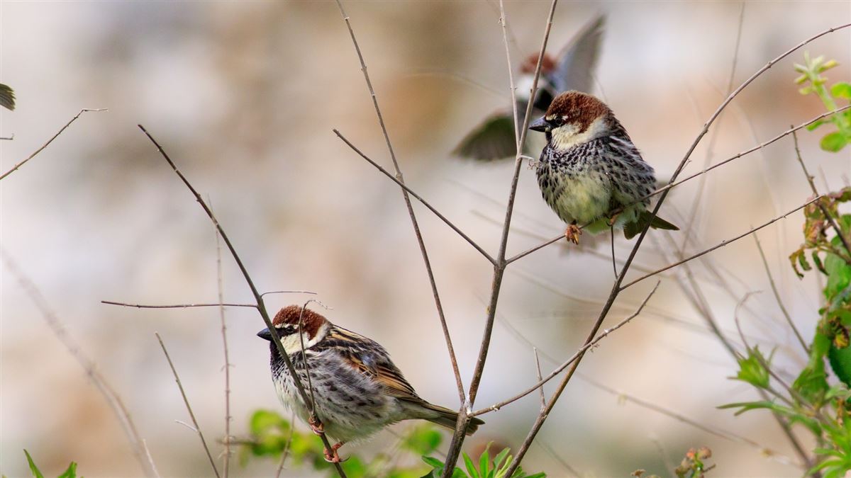 Spanish Sparrow