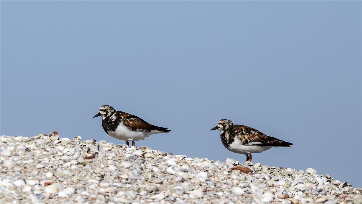 Ruddy Turnstone