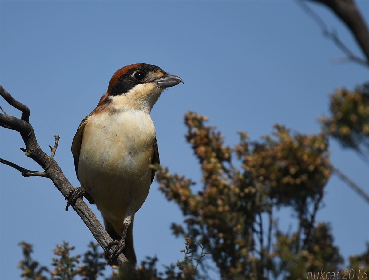 Woodchat Shrike