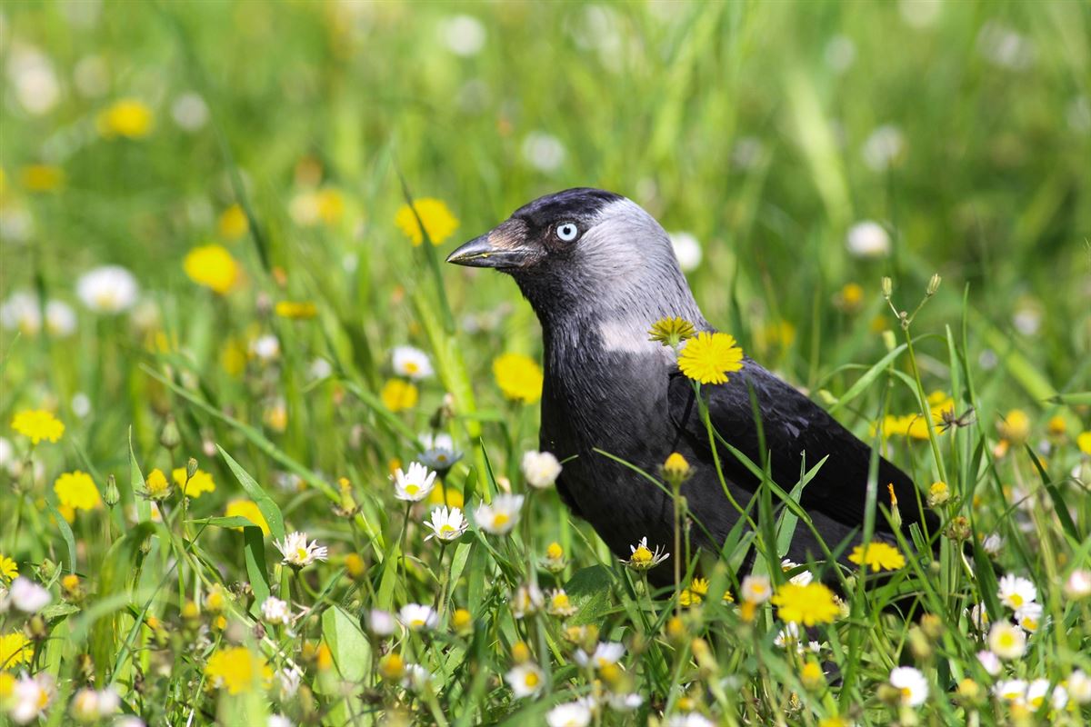 Western Jackdaw