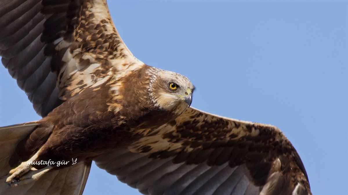 Western Marsh Harrier