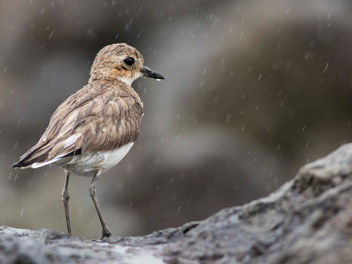 Greater Sand Plover