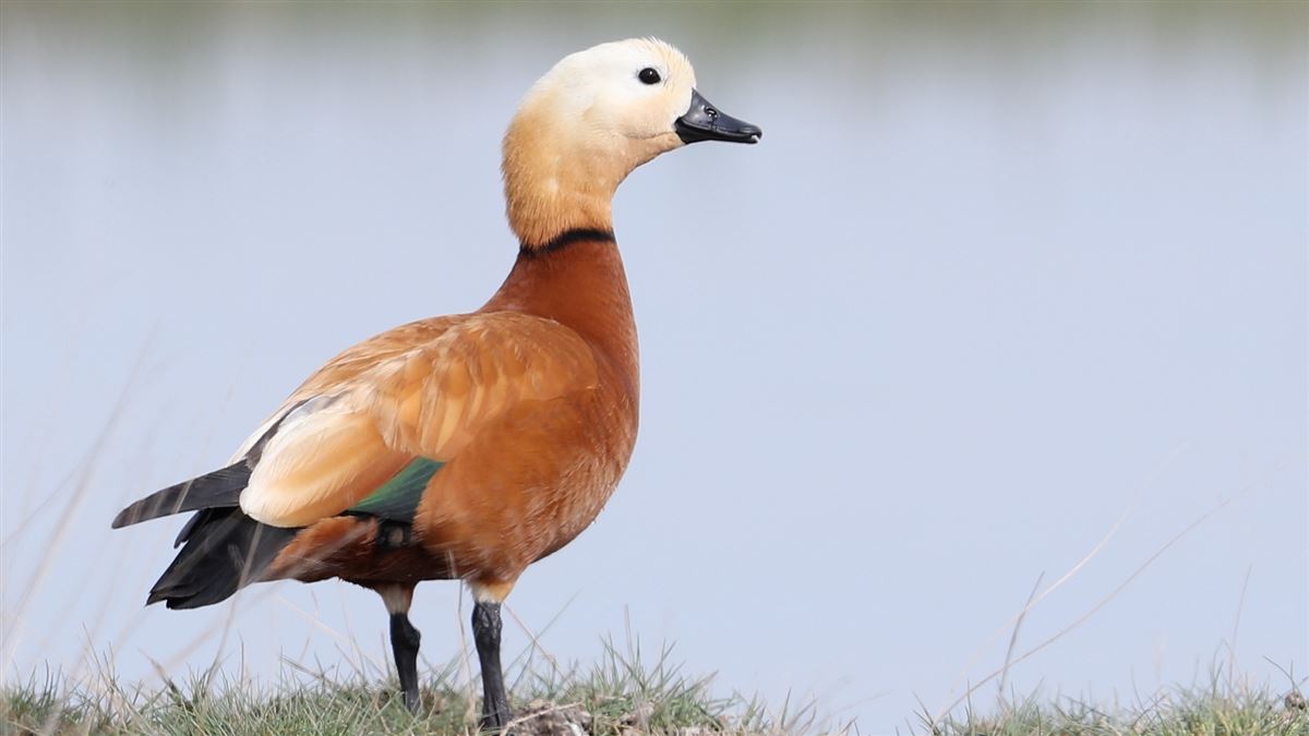 Ruddy Shelduck