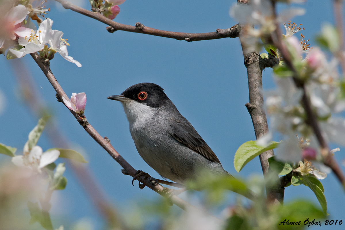 Sardinian Warbler