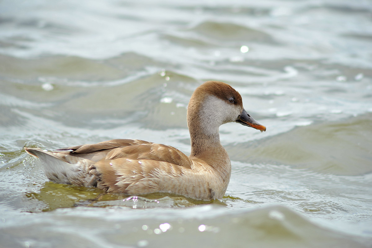 Red-crested Pochard