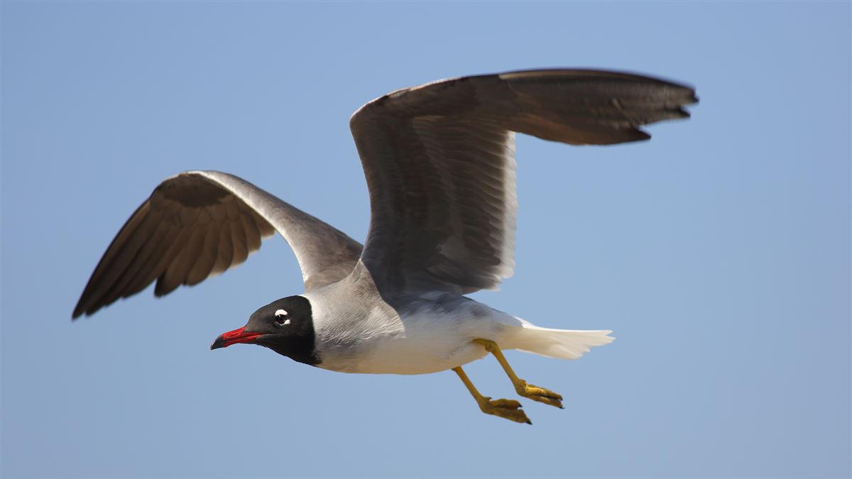 White-eyed Gull