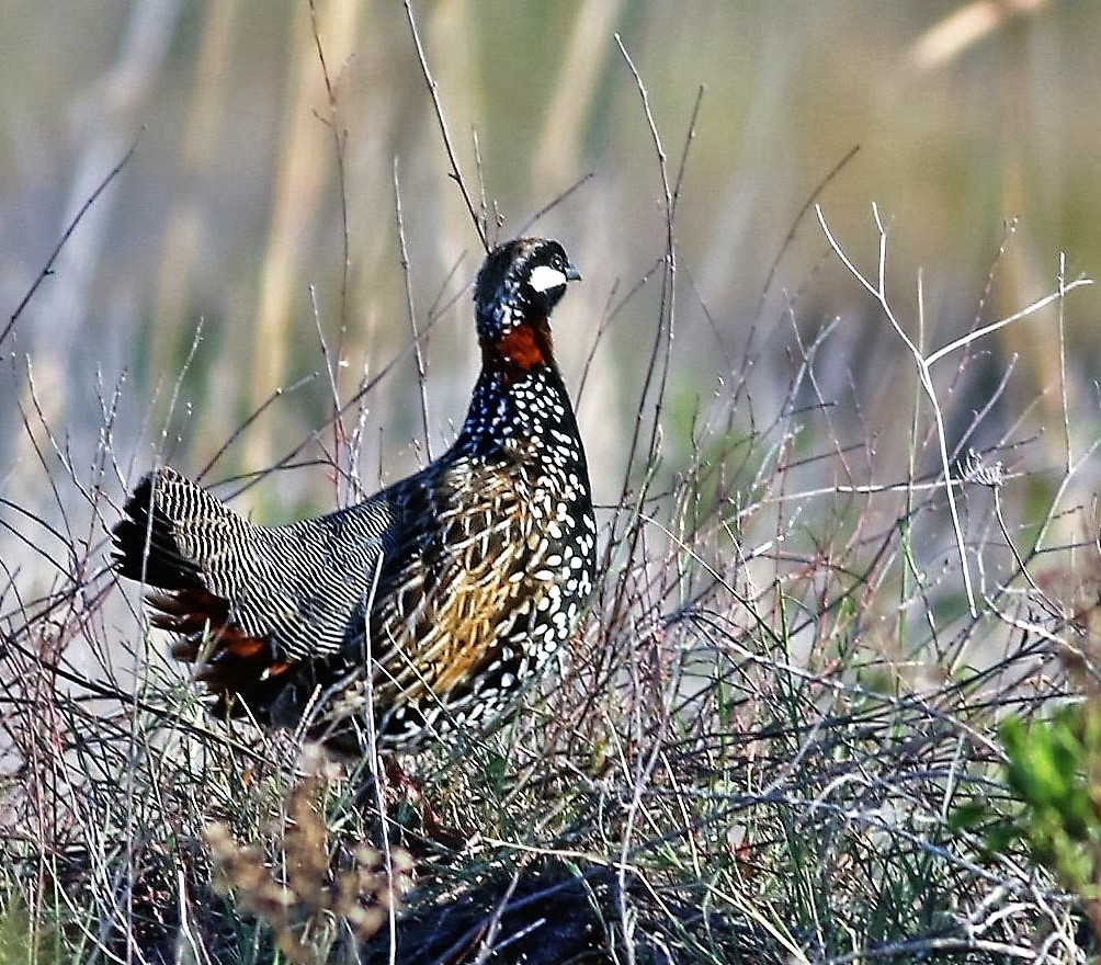 Black Francolin