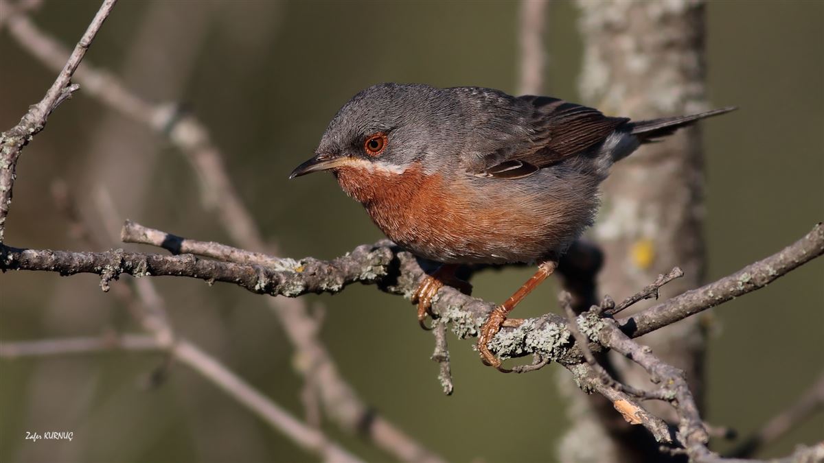 Subalpine Warbler