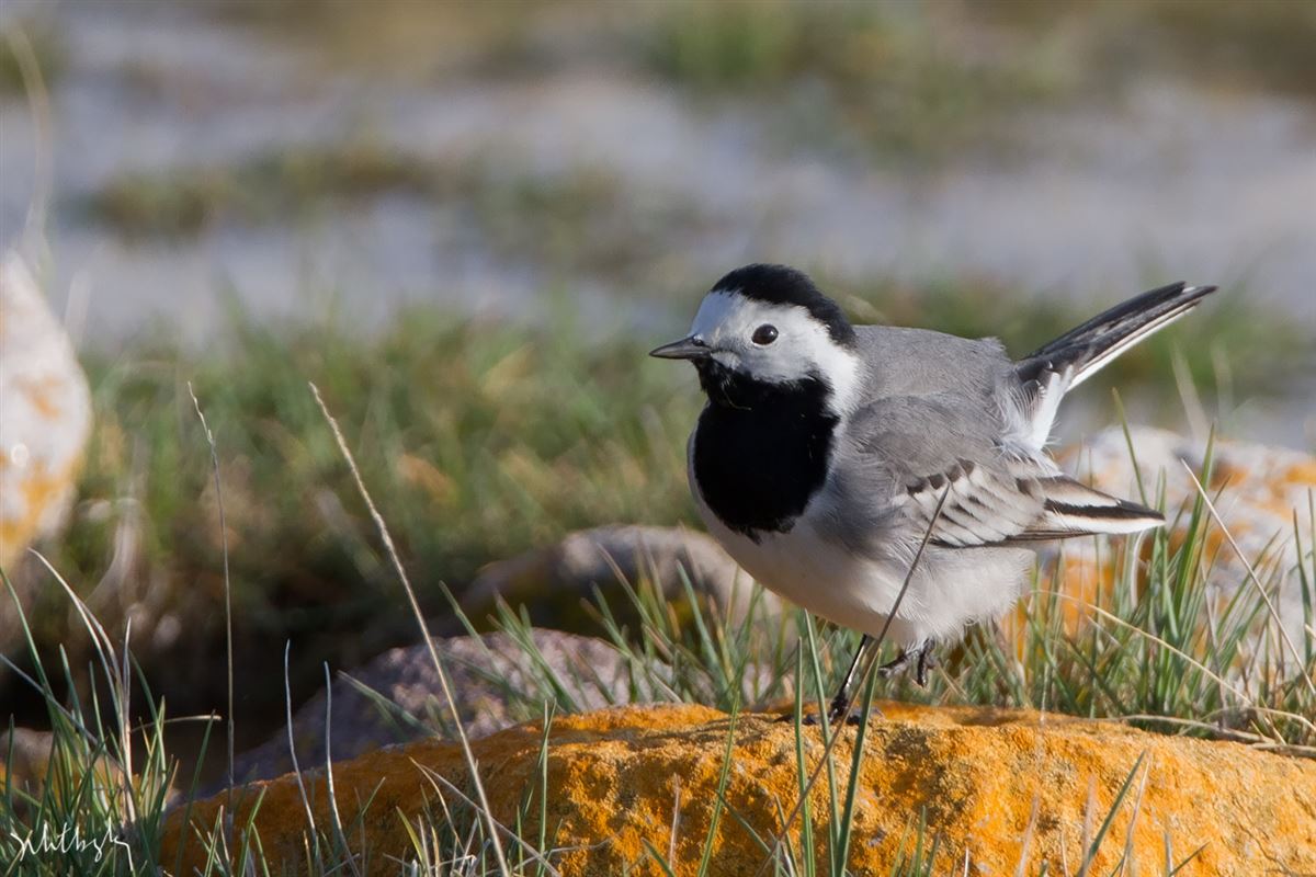 White Wagtail