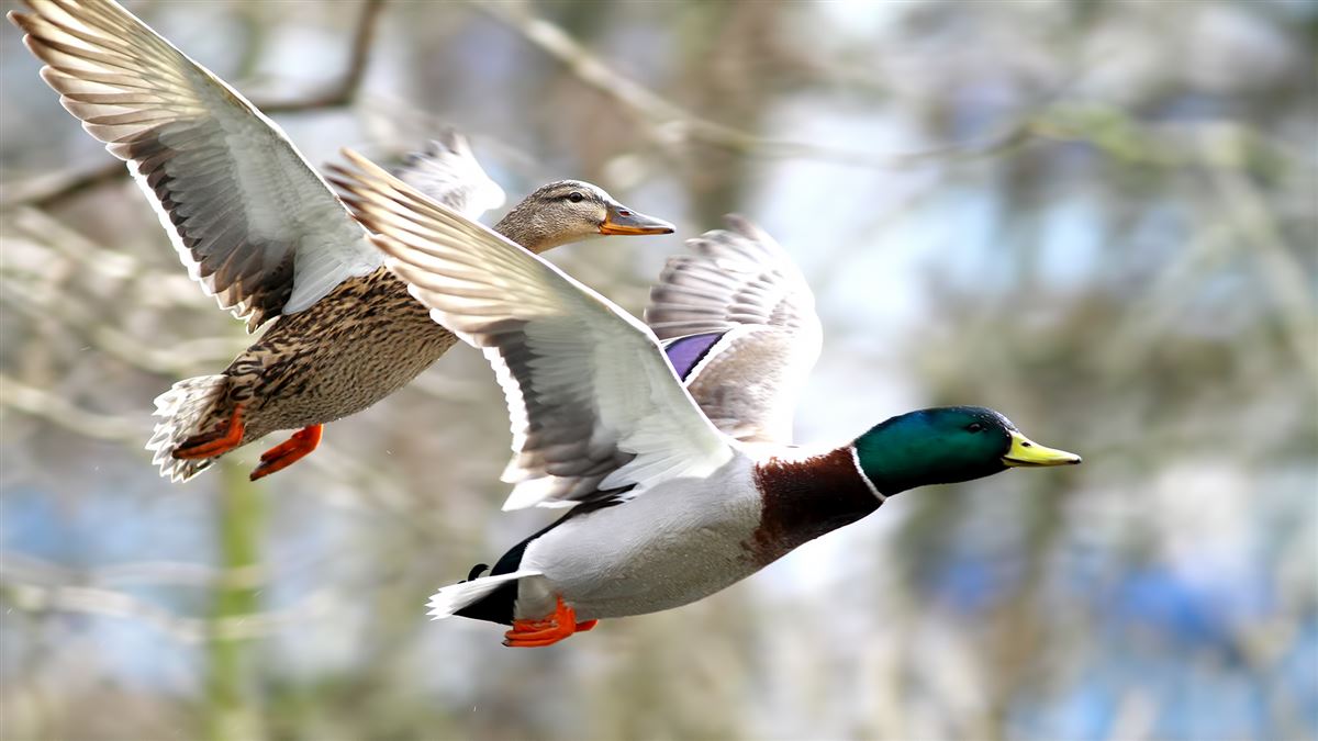 Mallard