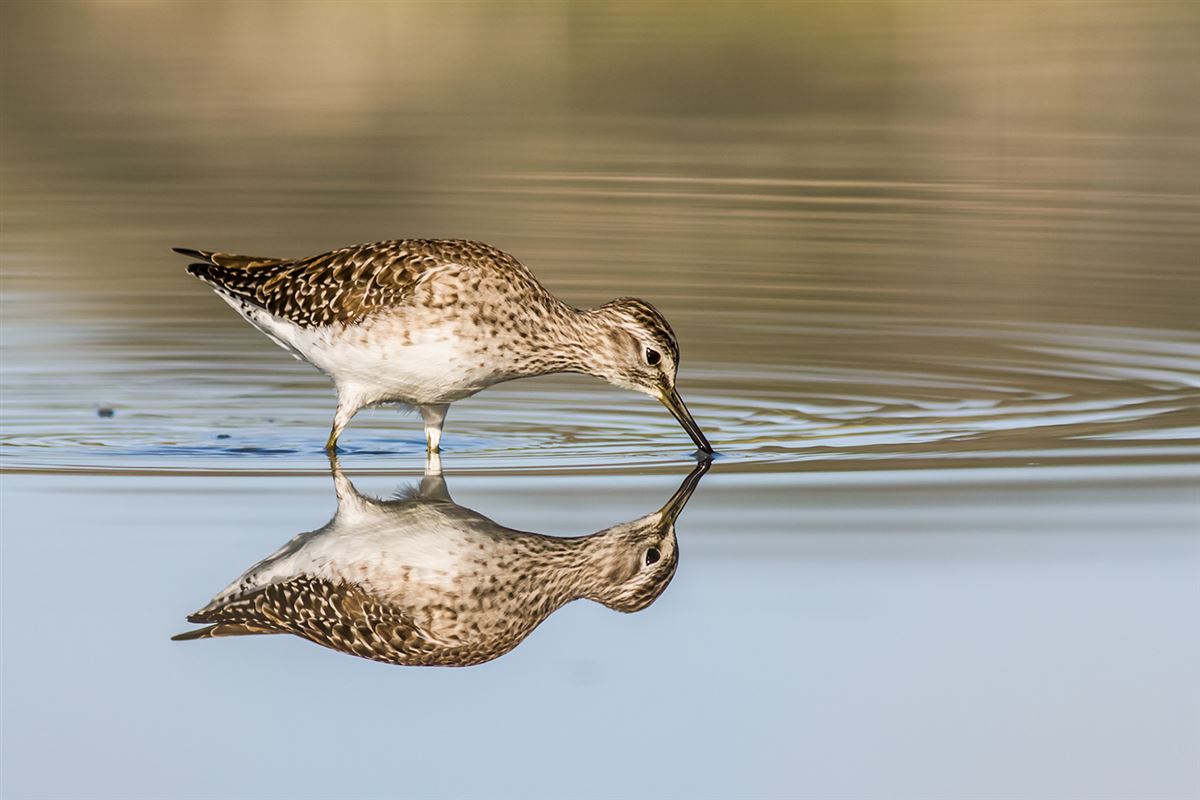Wood Sandpiper