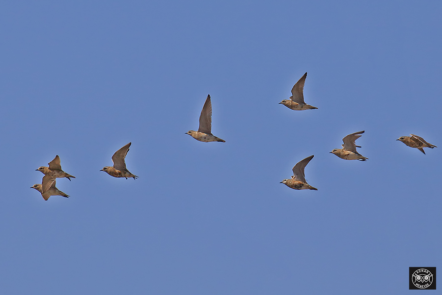 Eurasian Dotterel