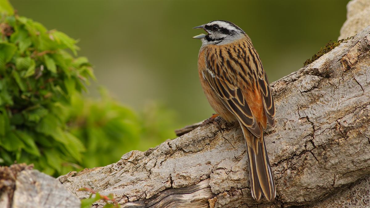 Rock Bunting