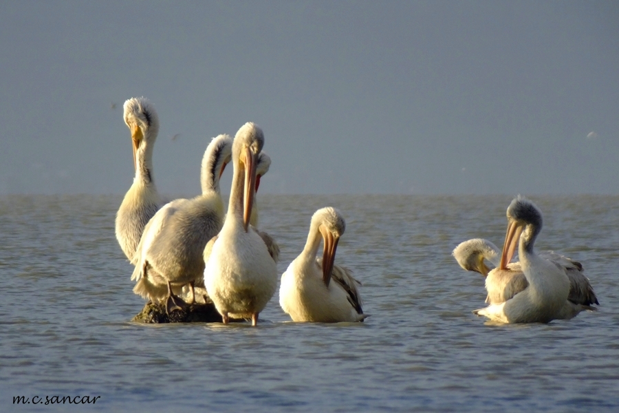 Dalmatian Pelican