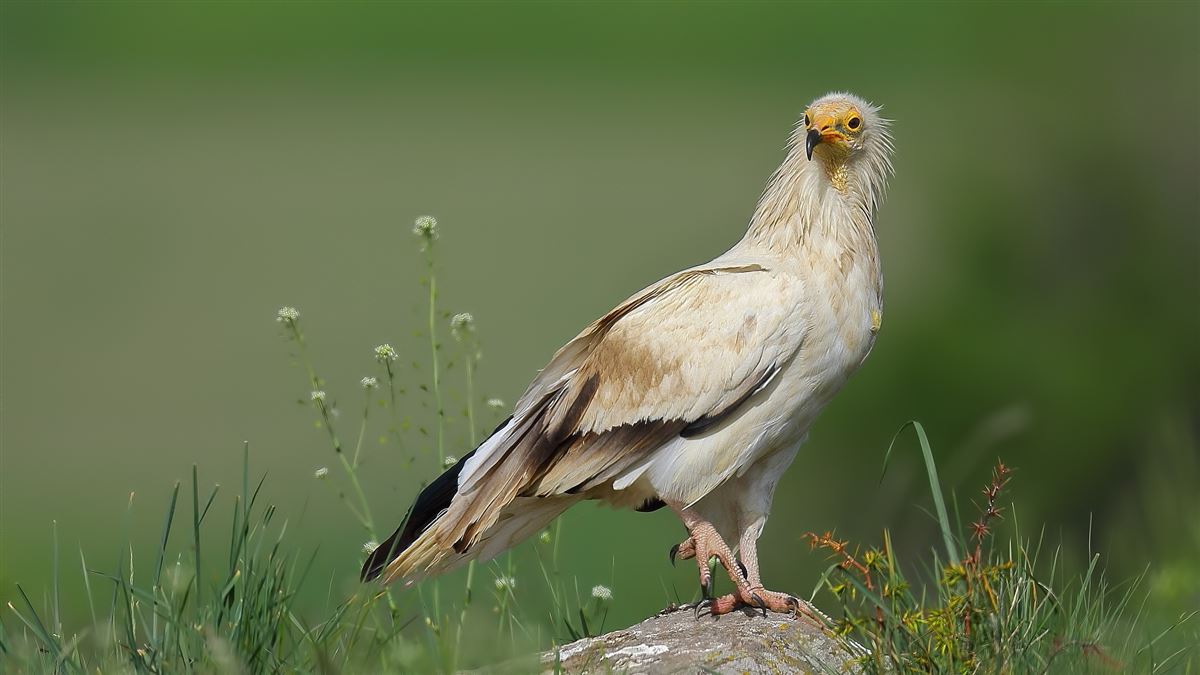 Egyptian Vulture