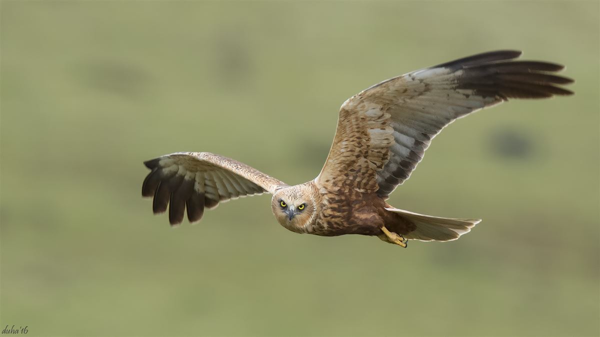 Western Marsh Harrier