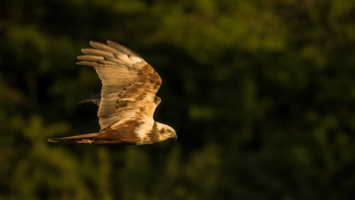 Western Marsh Harrier