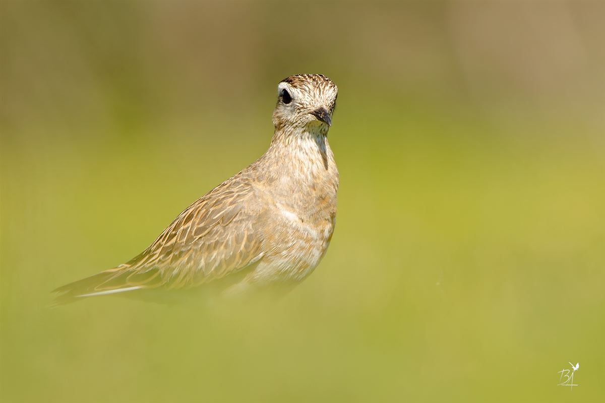 Eurasian Dotterel