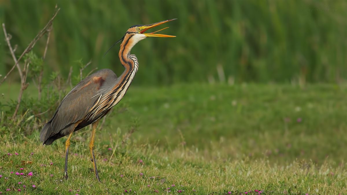 Purple Heron