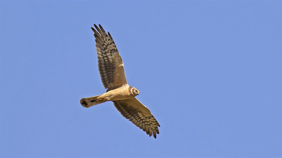 Pallid Harrier