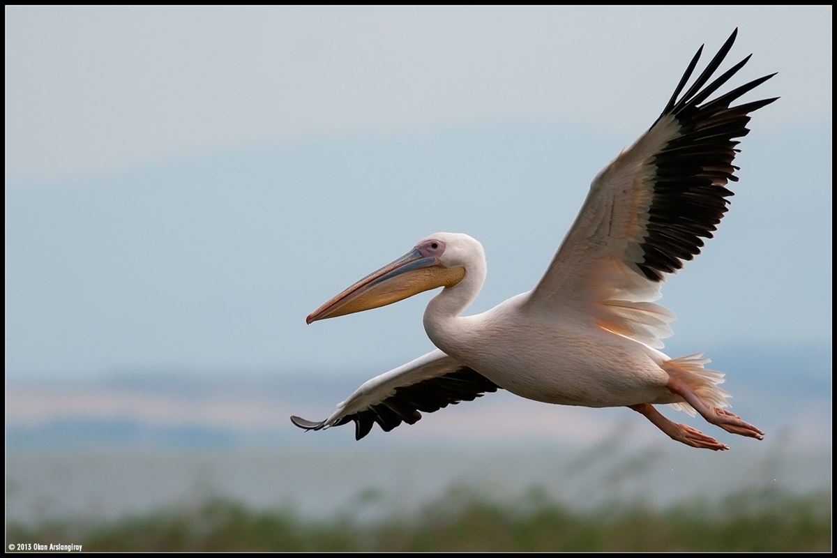 Great White Pelican