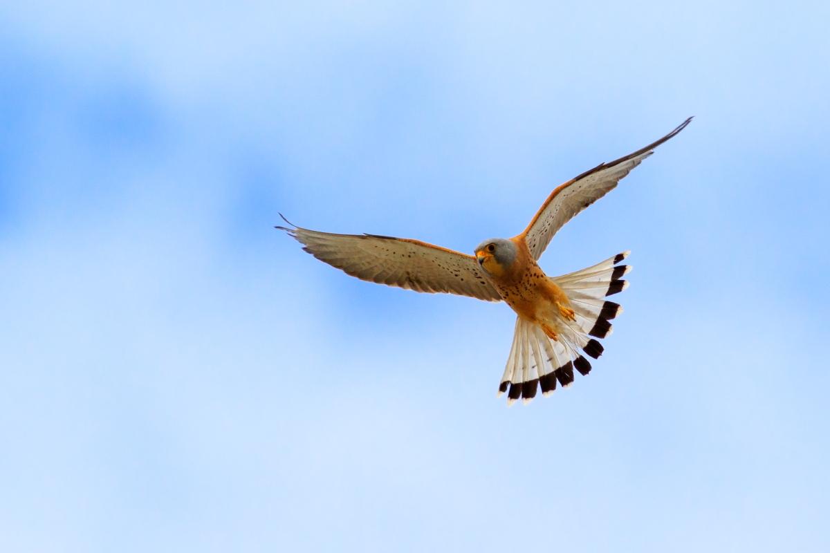 Lesser Kestrel