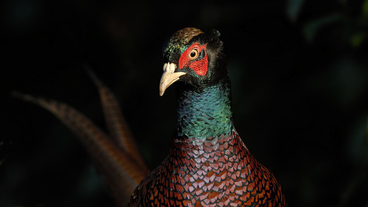 Common Pheasant
