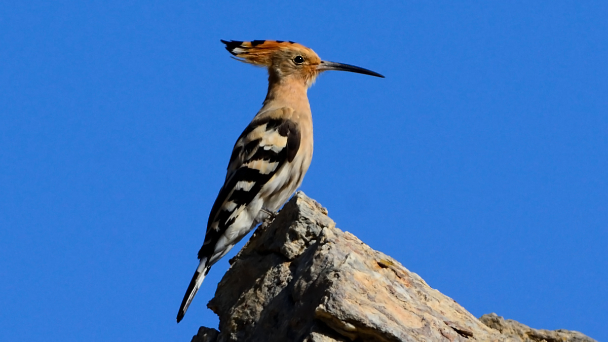 Common Hoopoe