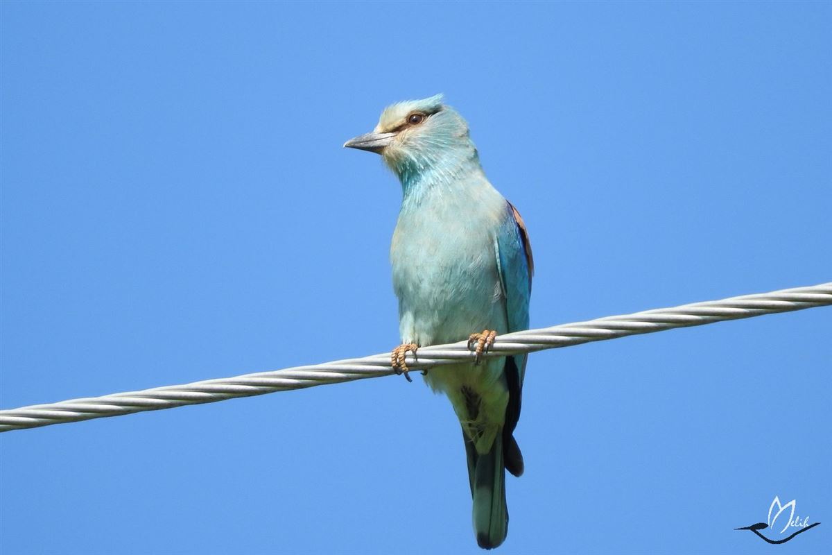 European Roller