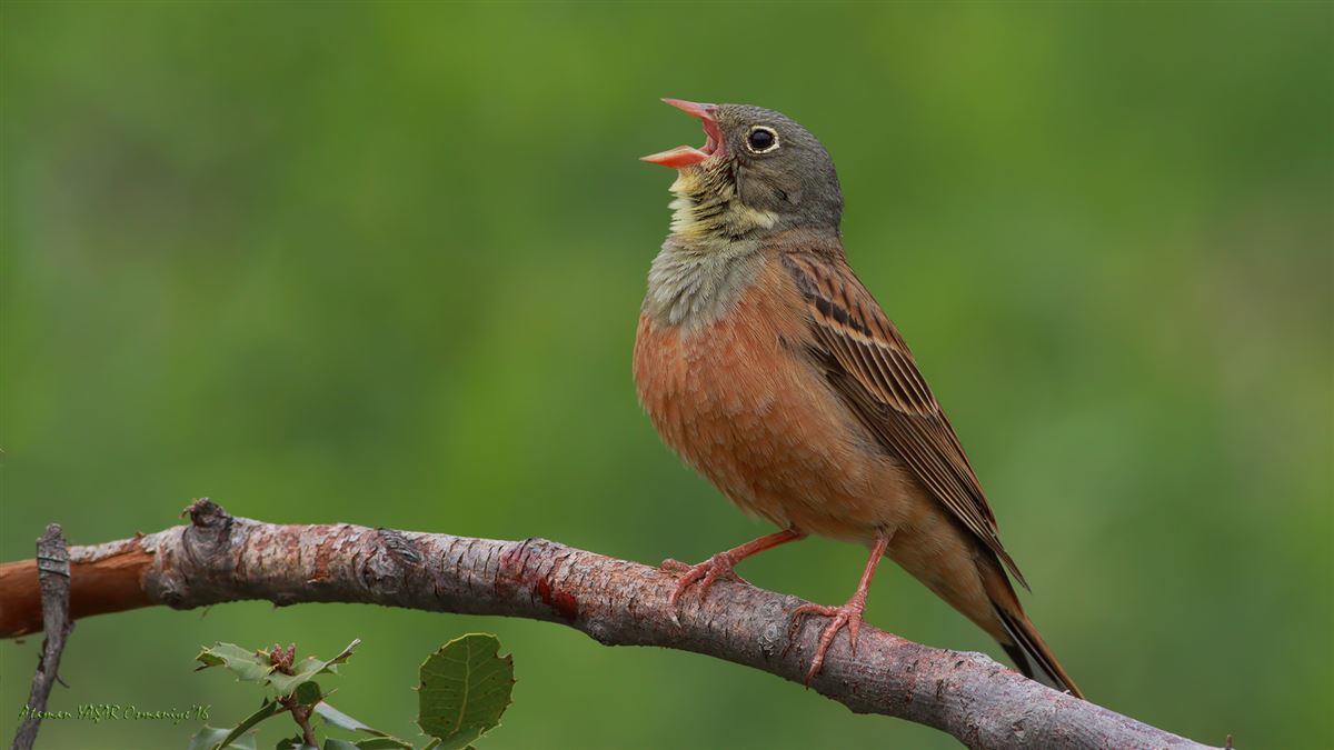 Ortolan Bunting