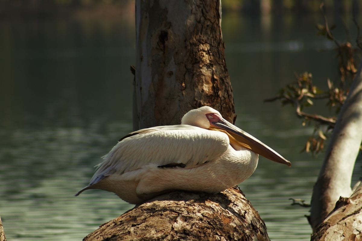 Great White Pelican
