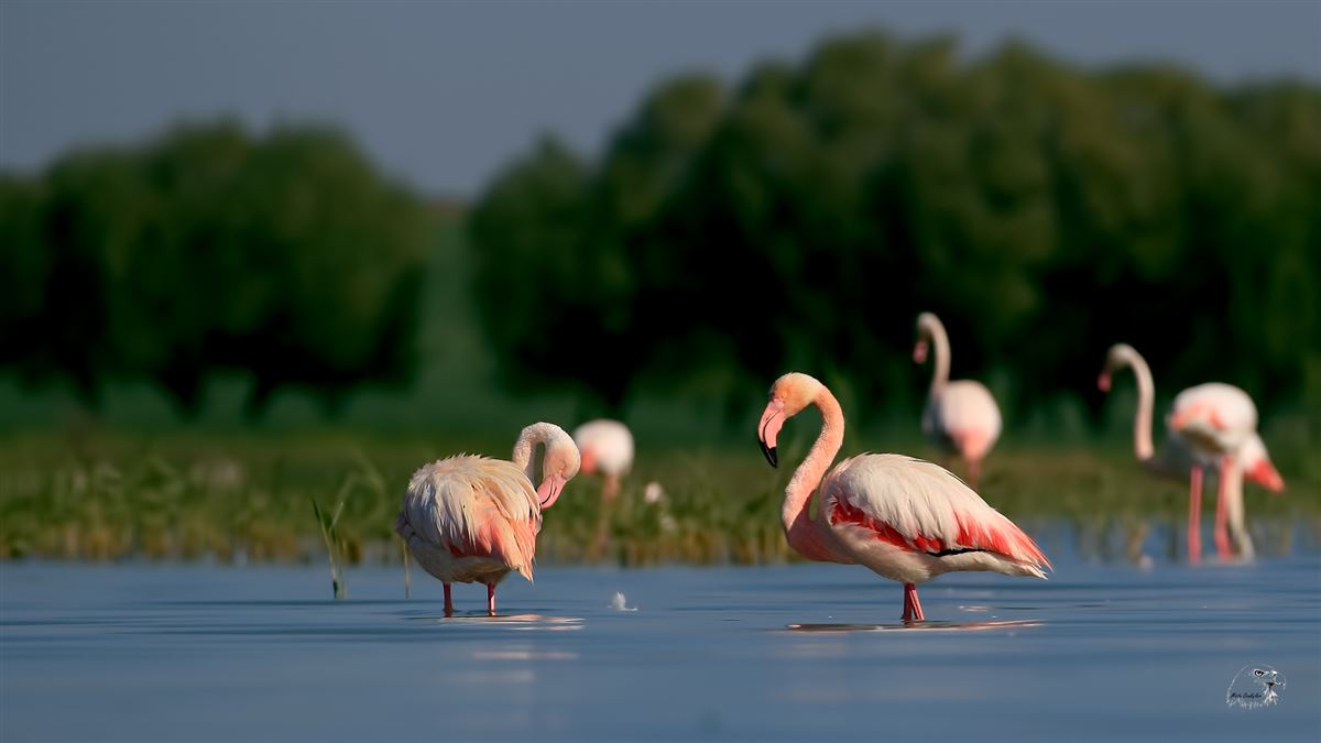 Flamingo