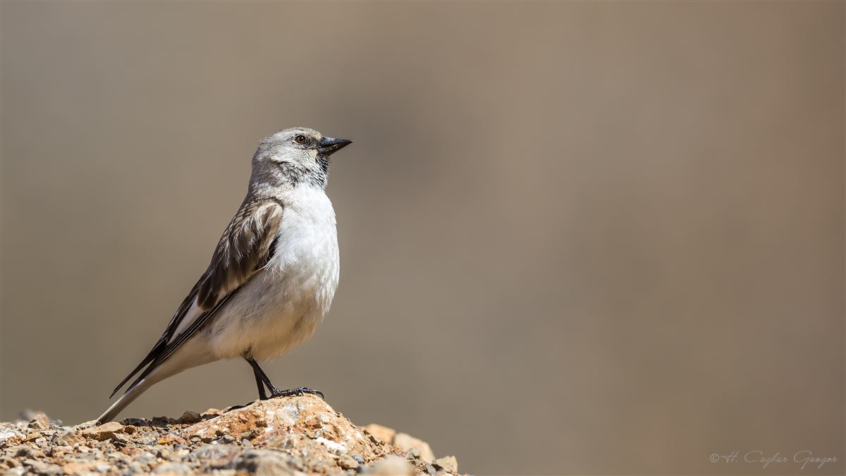 White-winged Snowfinch