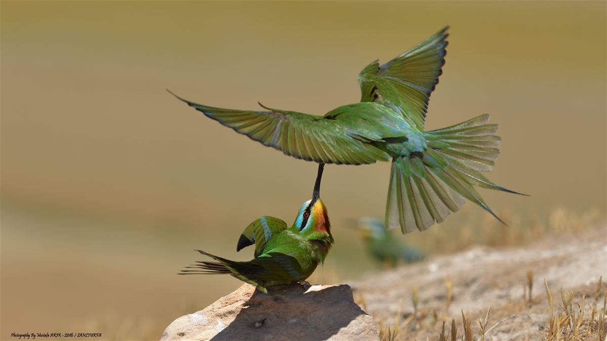 Blue-cheeked Bee-eater