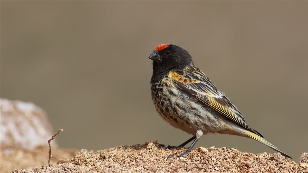 Red-fronted Serin