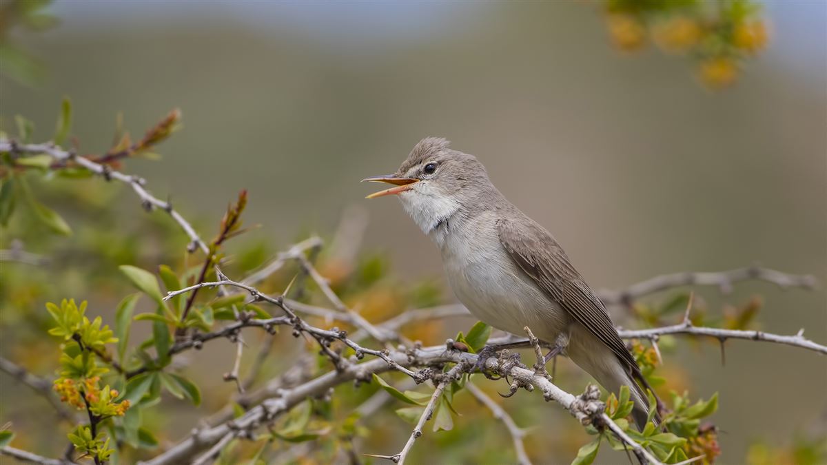 Upcher`s Warbler