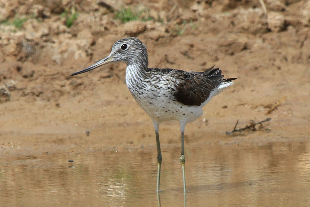 Common Greenshank