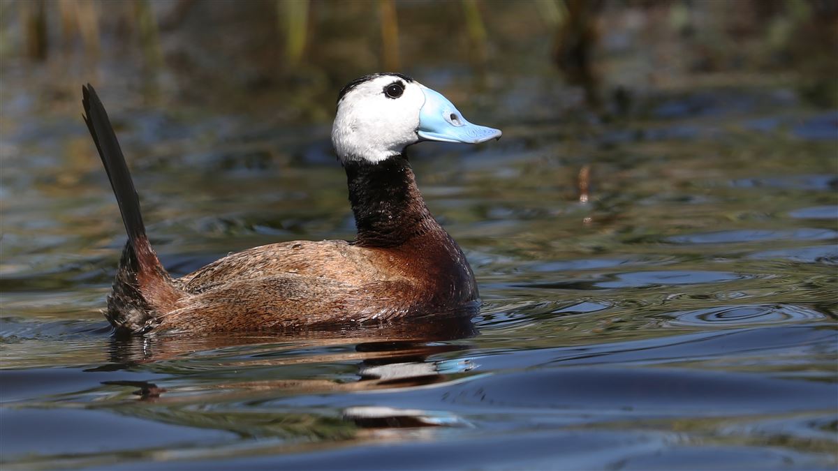 White-headed Duck